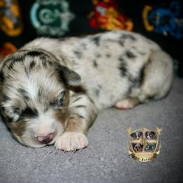 Maverick - Blue merle male Miniature Australian Shepherd puppy in El Dorado Springs, Missouri from HP Aussie Kennels