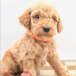 Orange - Caramel male Labradoodle puppy in Lexington Park, Maryland from SUNNY SIDE DOODLES
