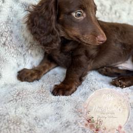 Dachshund Puppies from CSW Dachshunds