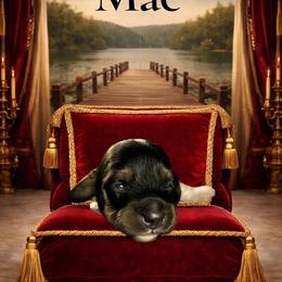 Mac - Piebald male Dachshund puppy in Mt. Sterling, Kentucky from Decadent Doxies of KY