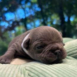 Artie - Blue male French Bulldog puppy in Salisbury, Maryland from 77 Frenchies Maryland