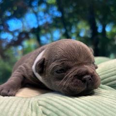 Artie - Blue male French Bulldog puppy in Salisbury, Maryland from 77 Frenchies Maryland