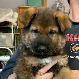 German Shepherd Puppies from BOCCI Shepherds