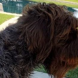 Wirehaired Pointing Griffons from d