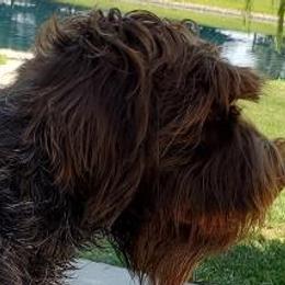 Wirehaired Pointing Griffons from d