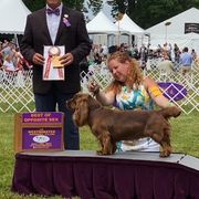 Mia  - Sussex Spaniel