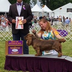 Mia  - Sussex Spaniel