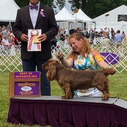 Mia  - Sussex Spaniel