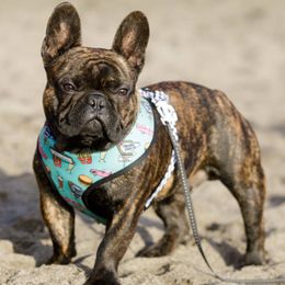 Gordie - French Bulldog