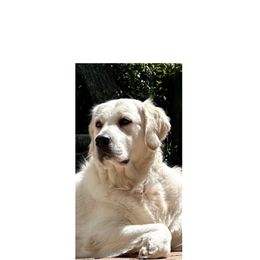 Skye - Golden Retriever