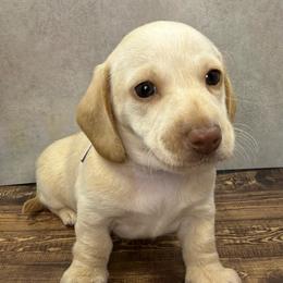 Coral - Red female Dachshund puppy in Bowerston, Ohio from Hangin’ H Kennels, LLC