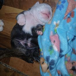 Buster - Fawn brindle and white male Bulldog puppy in Cannon Falls, Minnesota from Pattys Boxers and Bulldogs