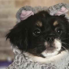Jovie - Tibetan Spaniel puppy in Vancouver, Washington from Trillium Tibetan Spaniels