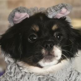 Jovie - Tibetan Spaniel puppy in Vancouver, Washington from Trillium Tibetan Spaniels
