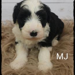 MJ - Black and white female Sheepadoodle puppy in Farley, Iowa from Iowa's Doodle Co.