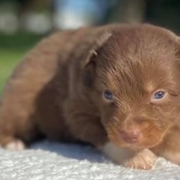 Australian Shepherd Puppies from DC Aussies