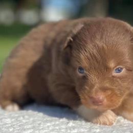 Australian Shepherd Puppies from DC Aussies