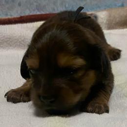 SAJA Boy - Black and tan male Dachshund puppy in Elizabethtown, Kentucky from Teeny Tiny Puppy Tails