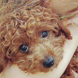 Cinnamon - Cavapoo