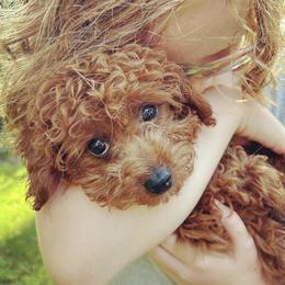 Cinnamon - Cavapoo