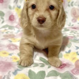Dachshund Puppies from Southern Doxies Ms