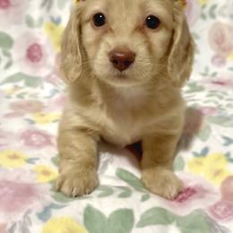 Dachshund Puppies from Southern Doxies Ms