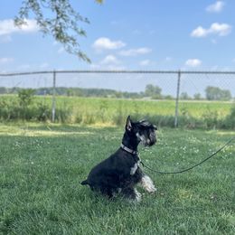 Miniature Schnauzer Puppies from Loneacre Miniature Schnauzers