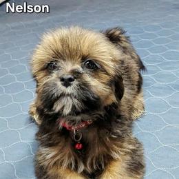 Nelson - Brown male Lhasa Apso puppy in Jefferson, New York from Absolute Lhasa Love