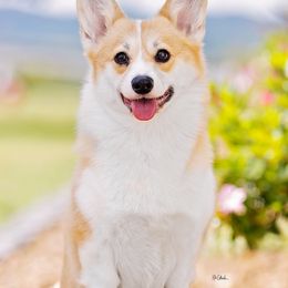 Pembroke Welsh Corgis from Moonbow Pembrokes