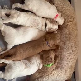 Deposit spot 3 - Apricot female Goldendoodle puppy in Watertown, New York from True Friend Doodles