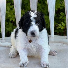 Ewan - Parti male Poodle puppy in Chesapeake, Virginia from Doodle-Cove