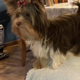 Yorkshire Terrier puppies from Starr Mountain Yorkies