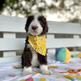 Sheepadoodle Puppies from Pawsome Doodle Haven