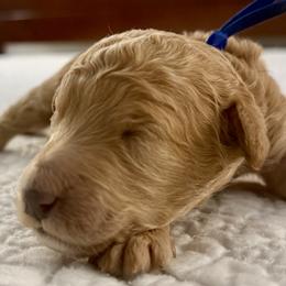 Boy 1 - male Poodle puppy in Screven, Georgia from Dreamland Standard Poodles