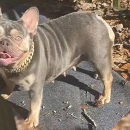 Storm - French Bulldog