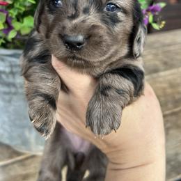 Dapple girl - Dapple female Dachshund puppy in Payette, Idaho from NT Mini Doxies