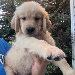 Gold collar - Golden male Golden Retriever puppy in Jesup, Georgia from Painted Platinum Retrievers (Painted Platinum Kennel) PPK