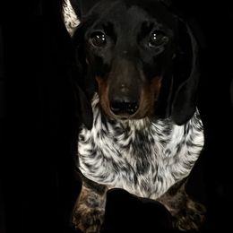 Clarabelle - Dachshund