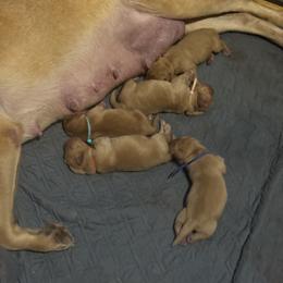 Boy 1 - Yellow male Labrador Retriever puppy in Nova, Ohio from Cary’s Buck Creek Farm LLC
