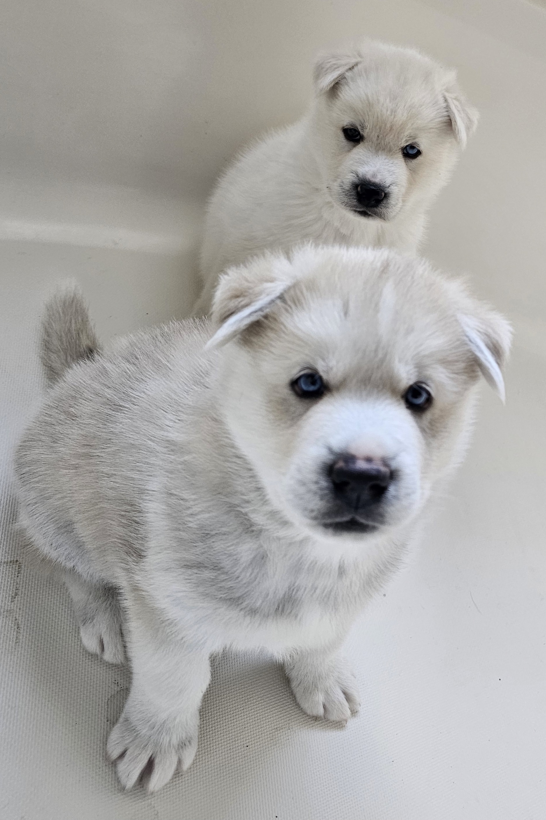Pomsky Puppies from Peoria Pomskies