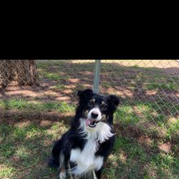 Misko - Australian Shepherd