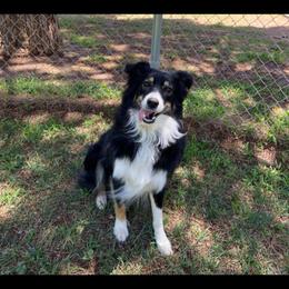 Misko - Australian Shepherd