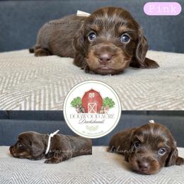 Pink collar 3200 - Chocolate and tan female Dachshund puppy in Texarkana, Arkansas from Dogwood Acre Dachshunds