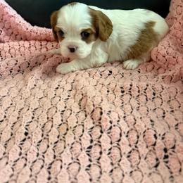 Betsy - Blenheim female Cavalier King Charles Spaniel puppy in Athens, Georgia from Sandy Cross Kennels