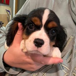 Boy 3 - male Cavalier King Charles Spaniel puppy in Amherst, Virginia from Duchess Cavaliers