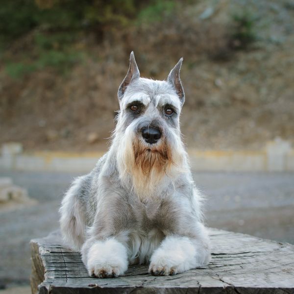 Standard Schnauzer