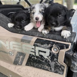 Miniature Australian Shepherd Puppies from Peace Creek Aussies
