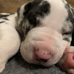Great Dane Puppies from Cook’s Gentle Giants
