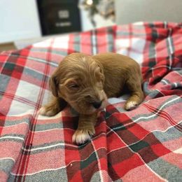 Jazzy - Red  female Goldendoodle puppy in Sugarcreek, Ohio from True Hearted Doodles