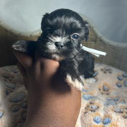Asher - Black and white male Shih Tzu puppy in Lake City, South Carolina from Precious Lil Tzus
